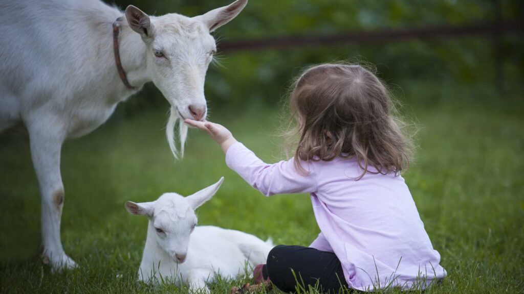 Animal Therapy for Autism Learn the Benefits